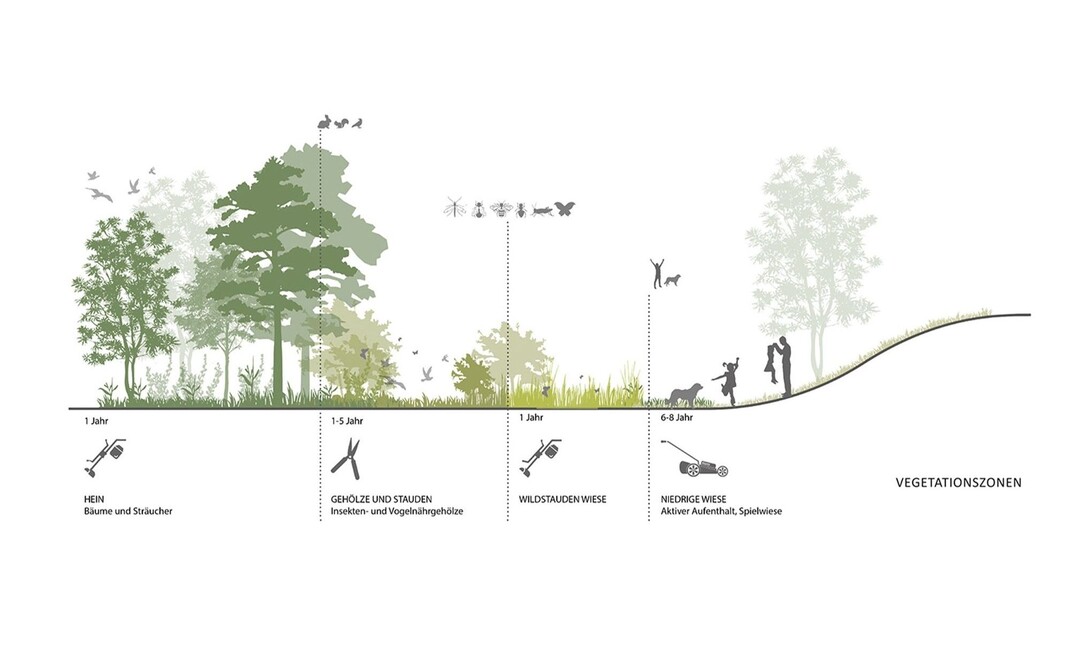 Wir schlagen ein extensives Pflegekonzept mit artenreichen und zukunftsweisenden Klimagehlzen, wie dem
Schnurbaum (Sophora japonica), der Hopfenbuche (Ostrya spec.) Tupelobaum (Nyssa sylvatica), oder dem
Heptacodium miconioides sowie einer biodiversen Saatgutmischung fr die Rasen-, Wiesen- und
Unterpflanzungsflchen vor. Dazu werden unterschiedliche Mhzyklen fr die Wiesen- und Rasenflchen
angestrebt. So gliedern sich die Wiesenflchen in Bereiche die sechsmal und welche die nur ein- bis zweimal im
Jahr gemht werden. Es entstehen hhere Wiesenflche mit einer hohen Biodiversitt bezglich Fauna und
Flora und niedrige Rasenflchen fr aktiver Nutzungen von Spiel und Sport. Die Flchen mit der einjhrigen
Mahd sollten Jahr fr Jahr an anderer Stelle innerhalb Parkflchen ausgewiesen werden. Dies steigert die
floristische Vielfalt und ergibt ein sich wechselndes, dynamisches Bild des HORIZON PARK. (AUSZUG ENTWURFSTEXT)
