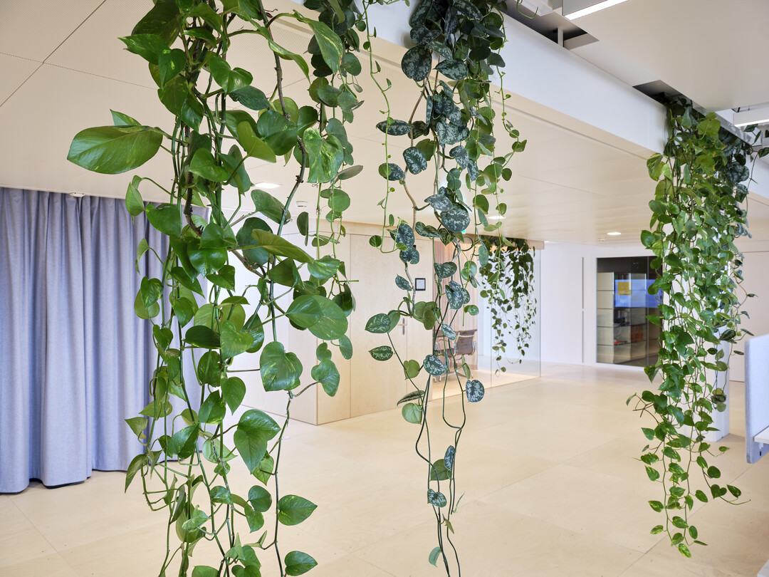 Das Projekt Implenia Connect erhlt bei den Innenraumbegrnungen den ersten Platz.